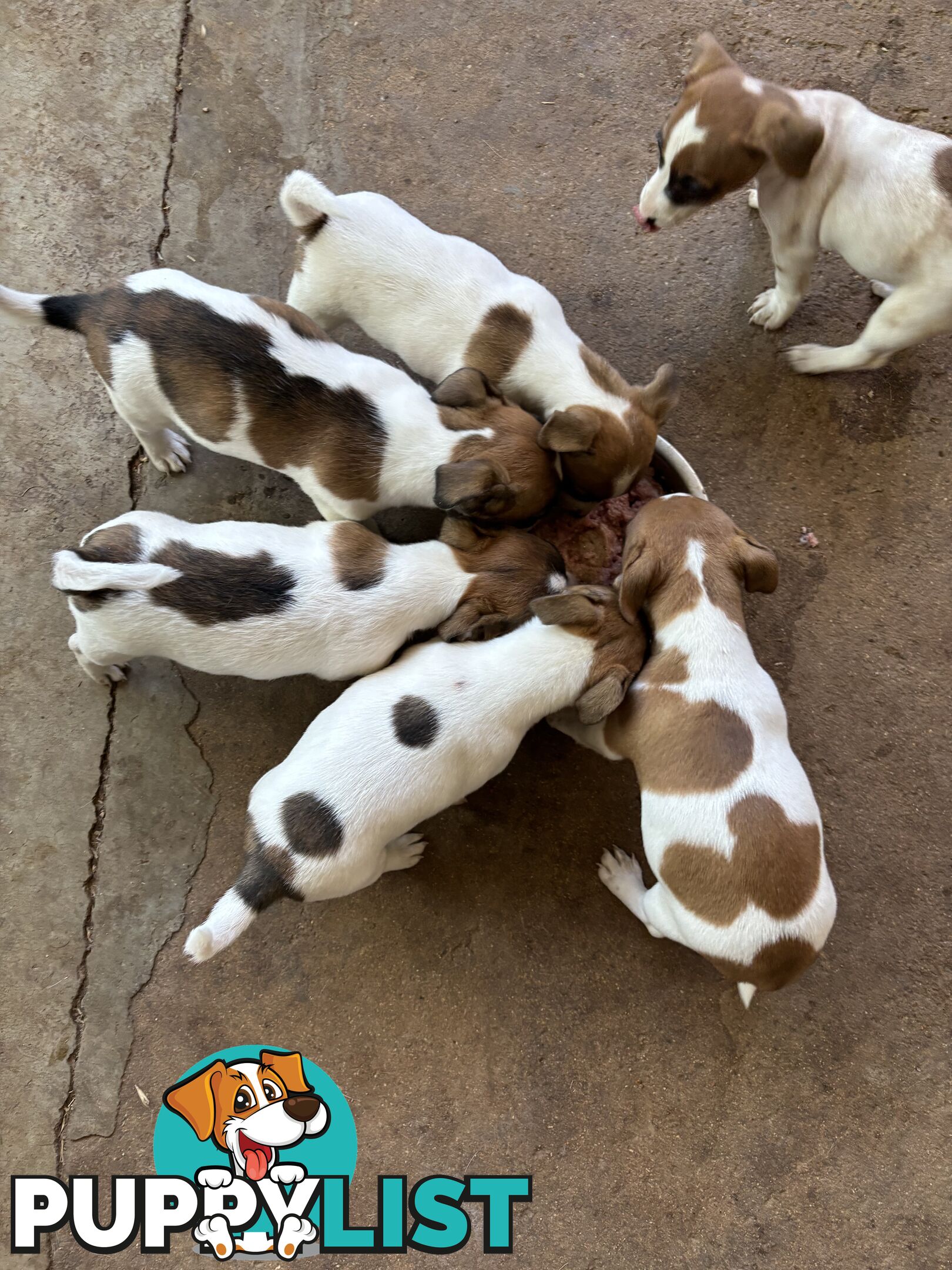 Jack Russell puppies