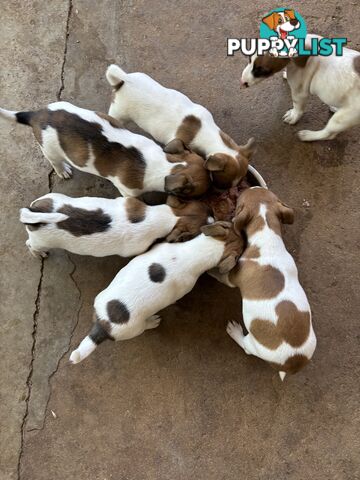 Jack Russell puppies