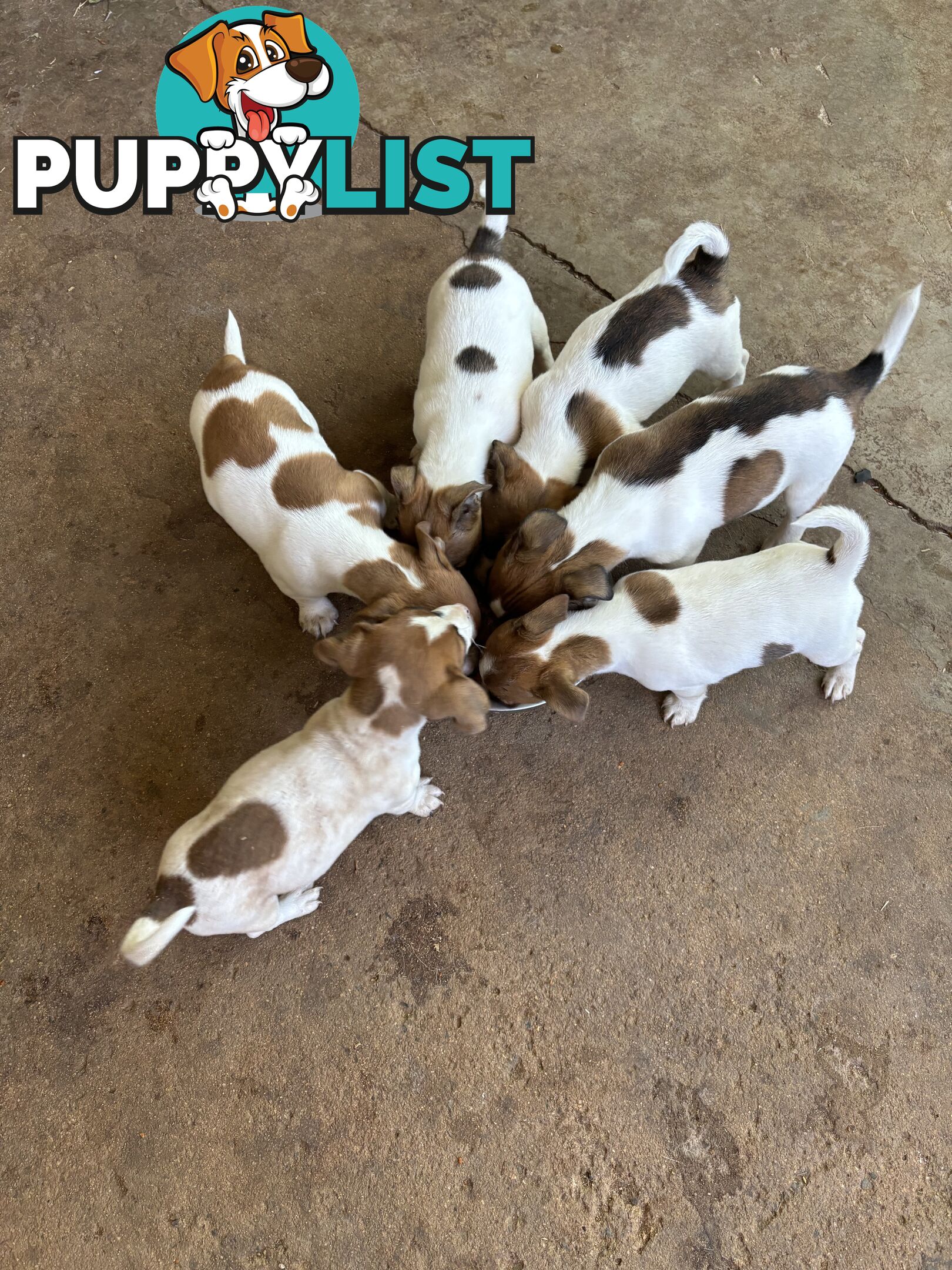 Jack Russell puppies