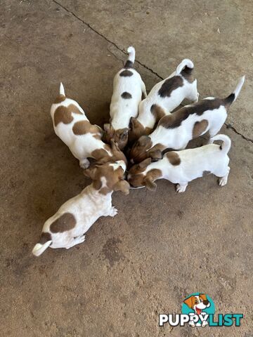 Jack Russell puppies