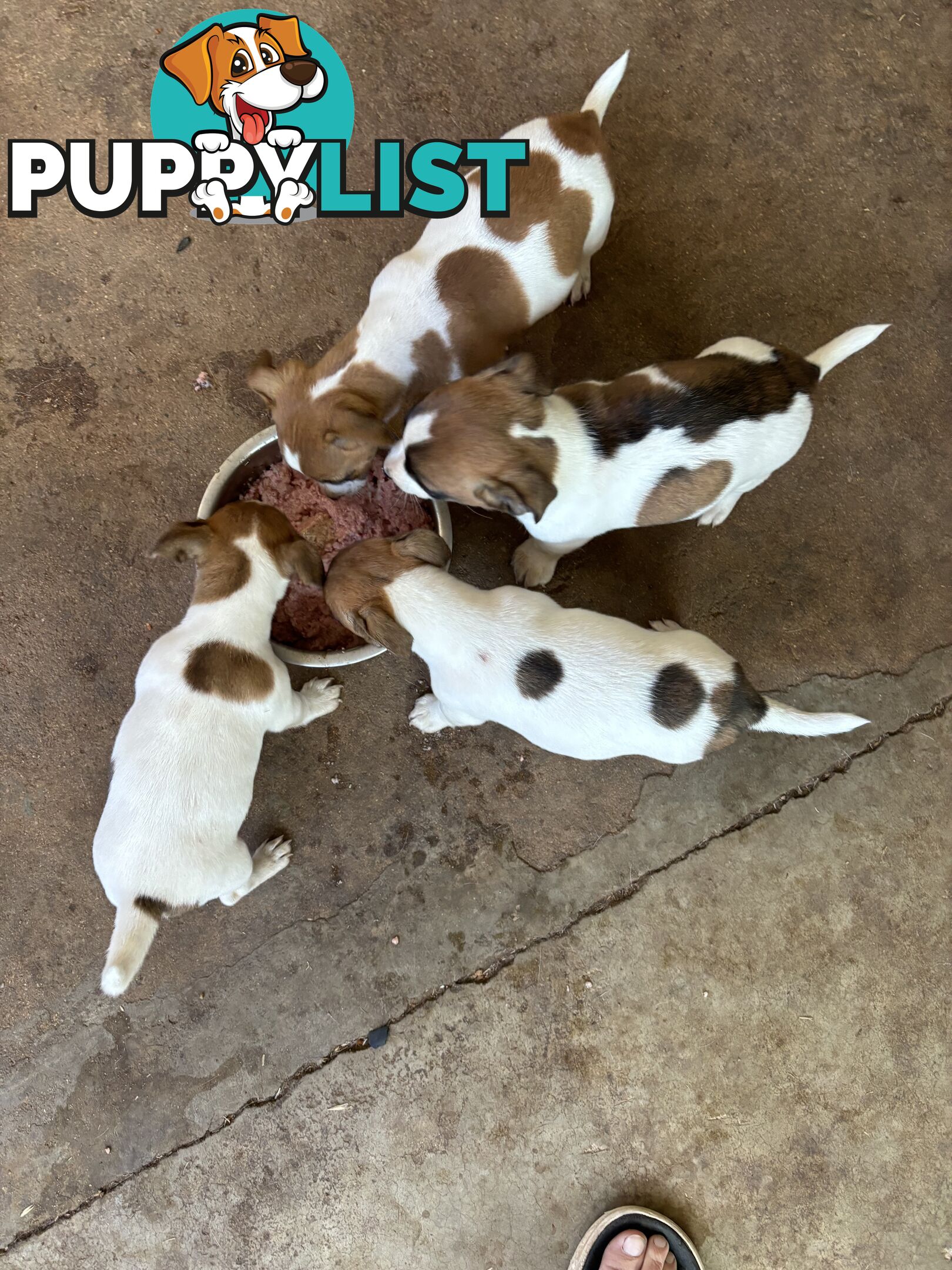 Jack Russell puppies