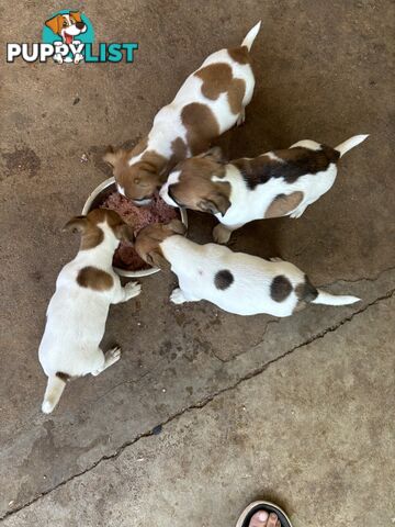 Jack Russell puppies