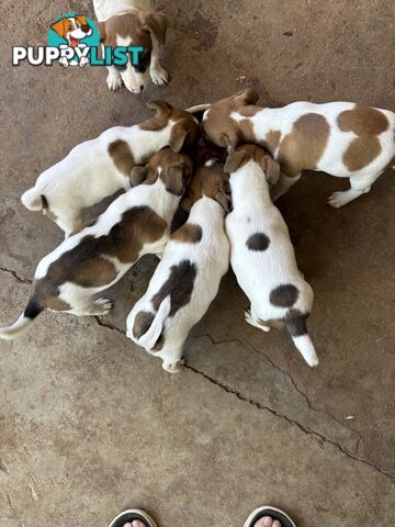 Jack Russell puppies