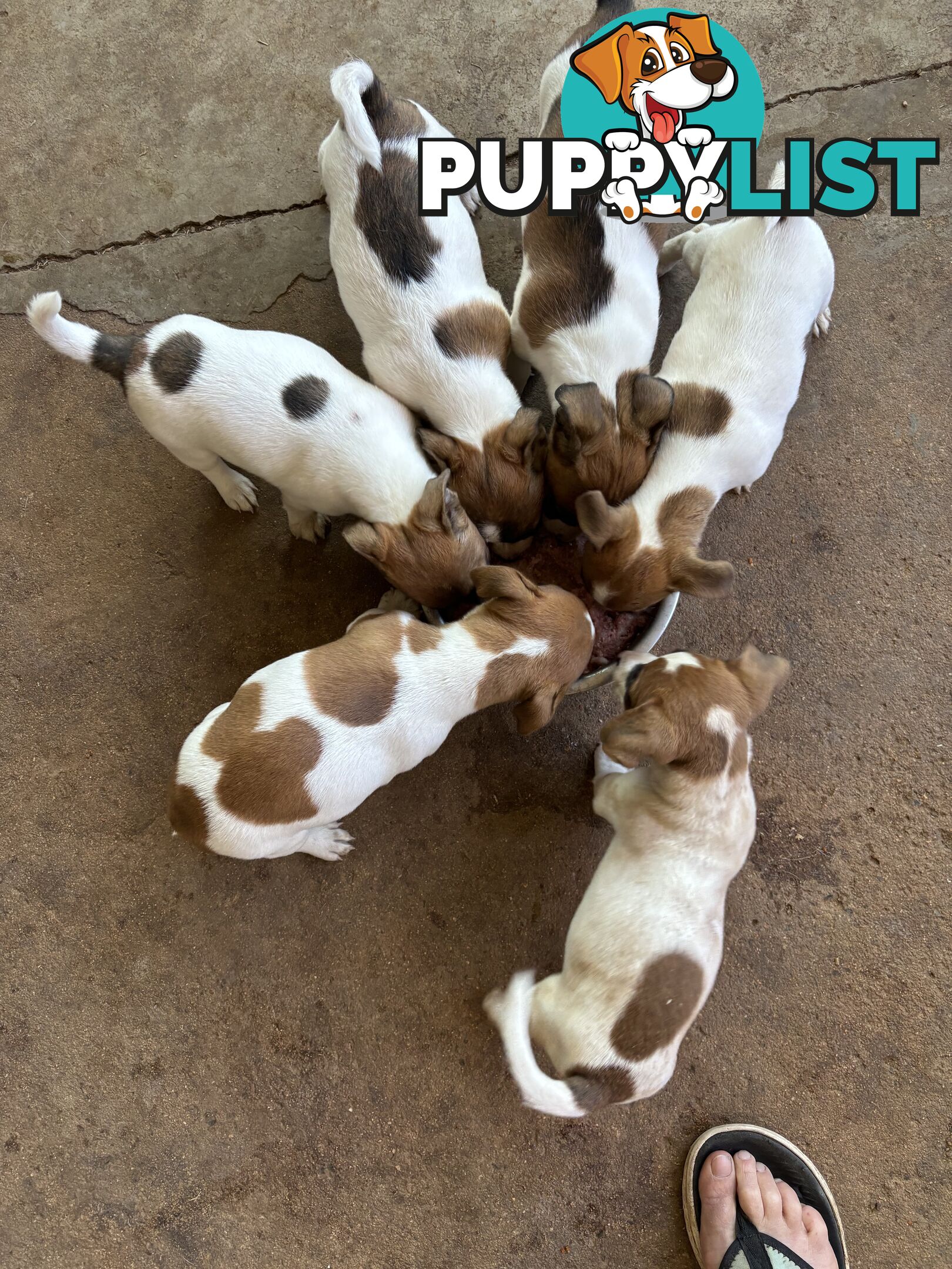 Jack Russell puppies