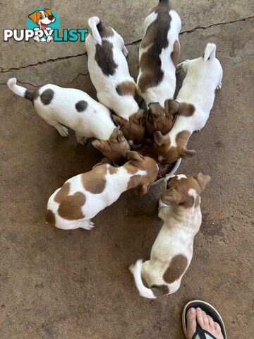 Jack Russell puppies