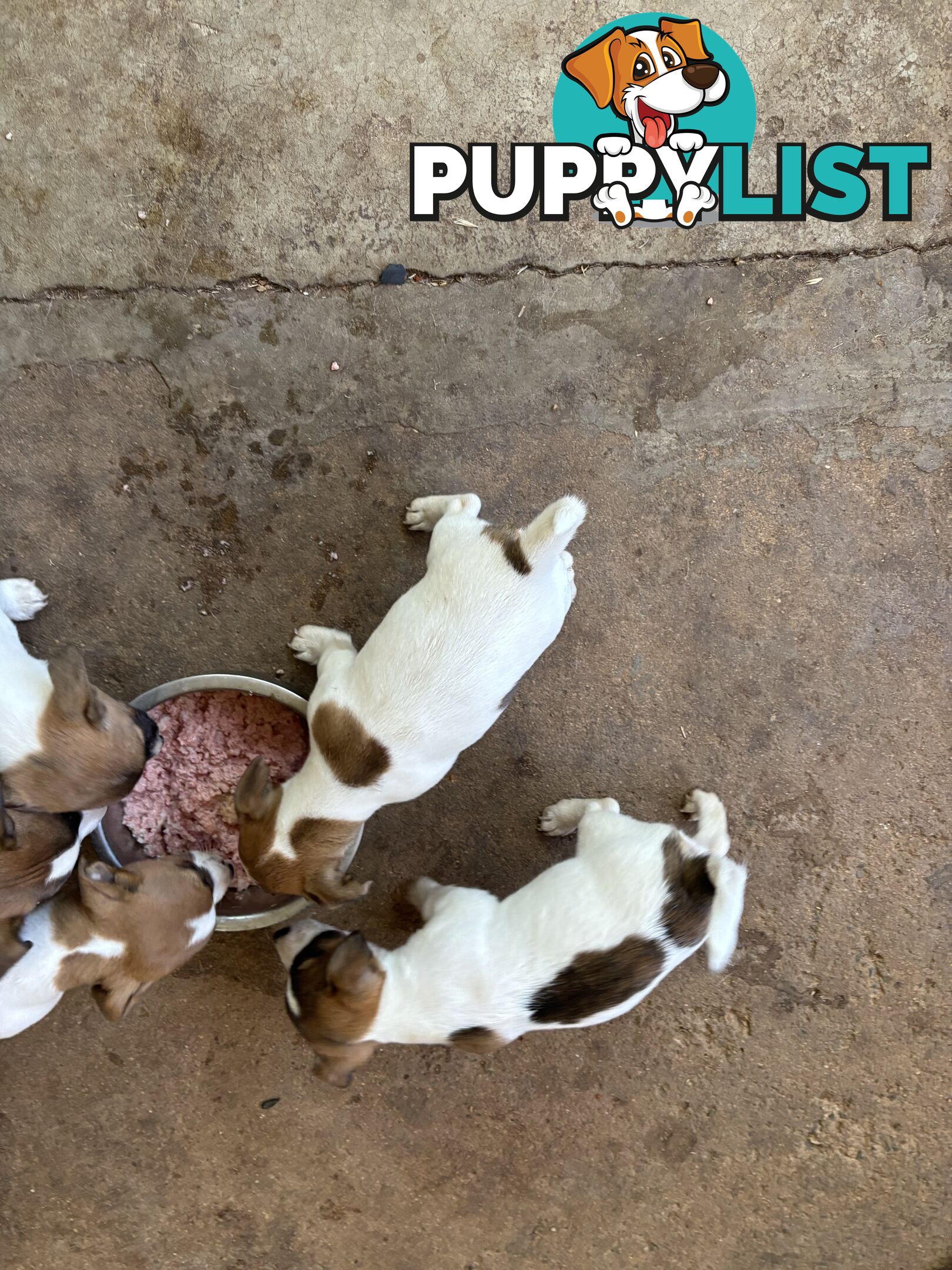 Jack Russell puppies