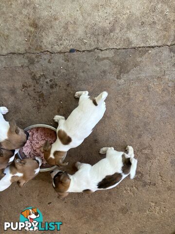 Jack Russell puppies