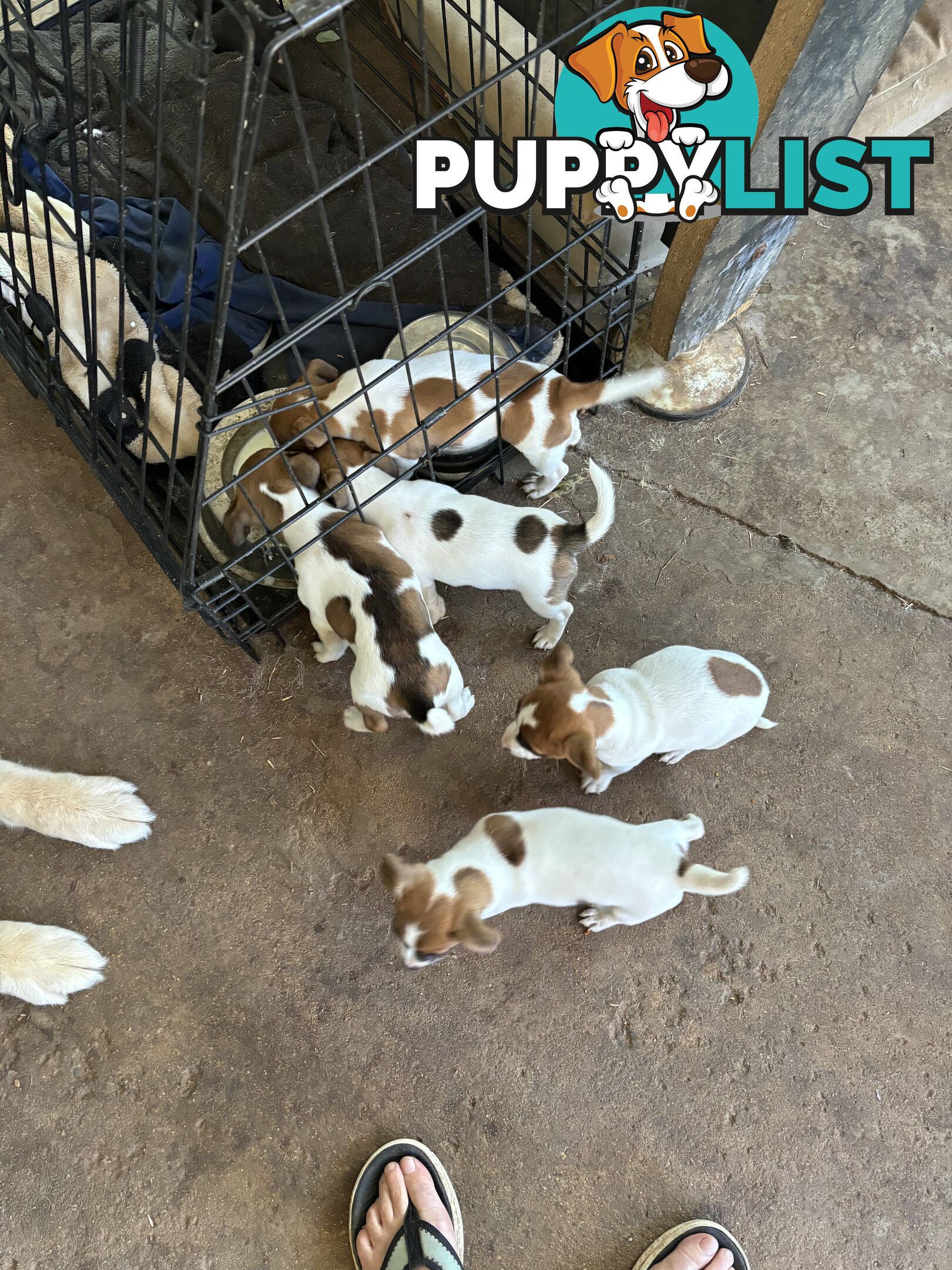 Jack Russell puppies