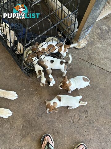 Jack Russell puppies