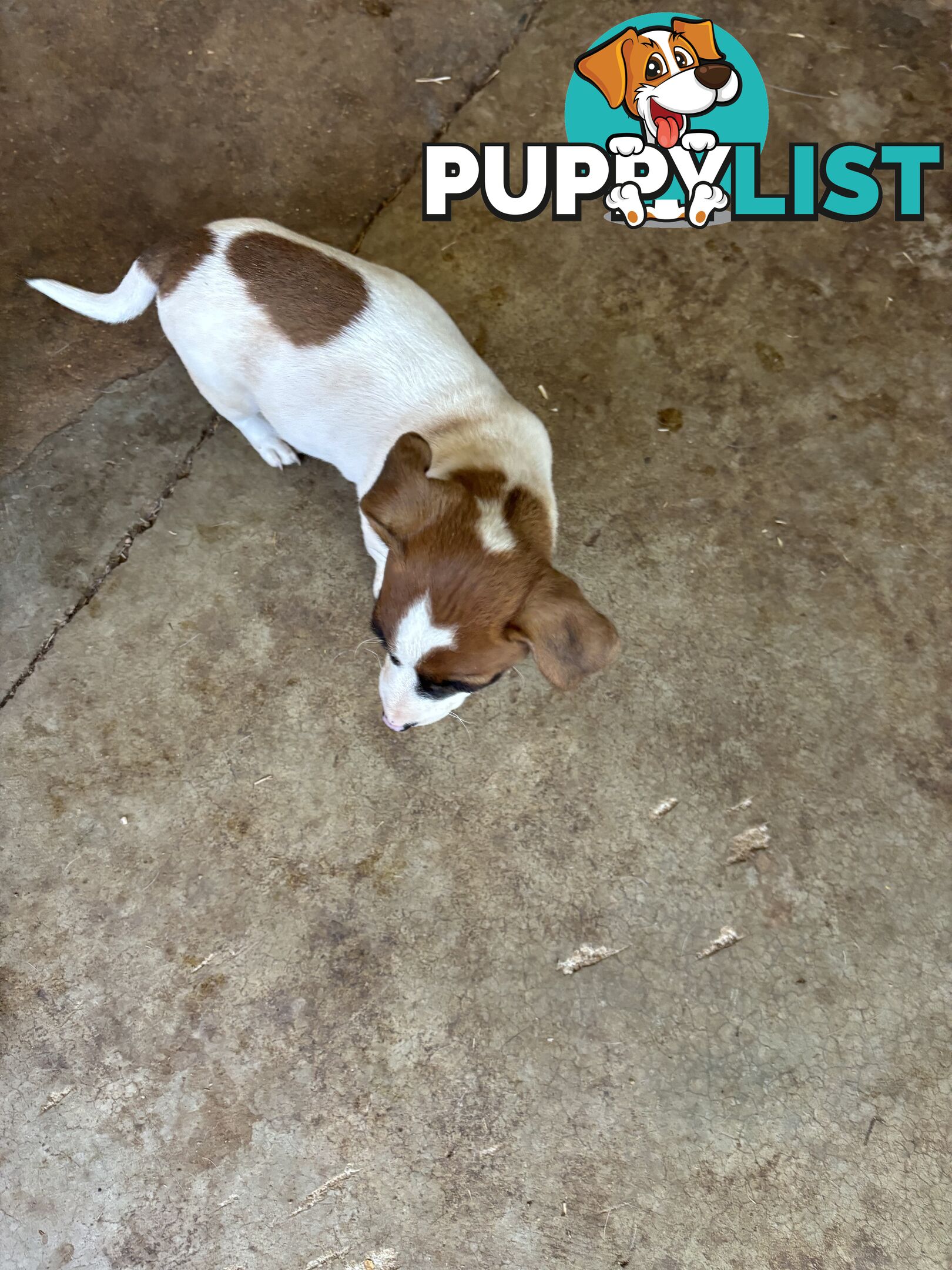 Jack Russell puppies