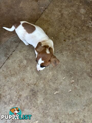 Jack Russell puppies