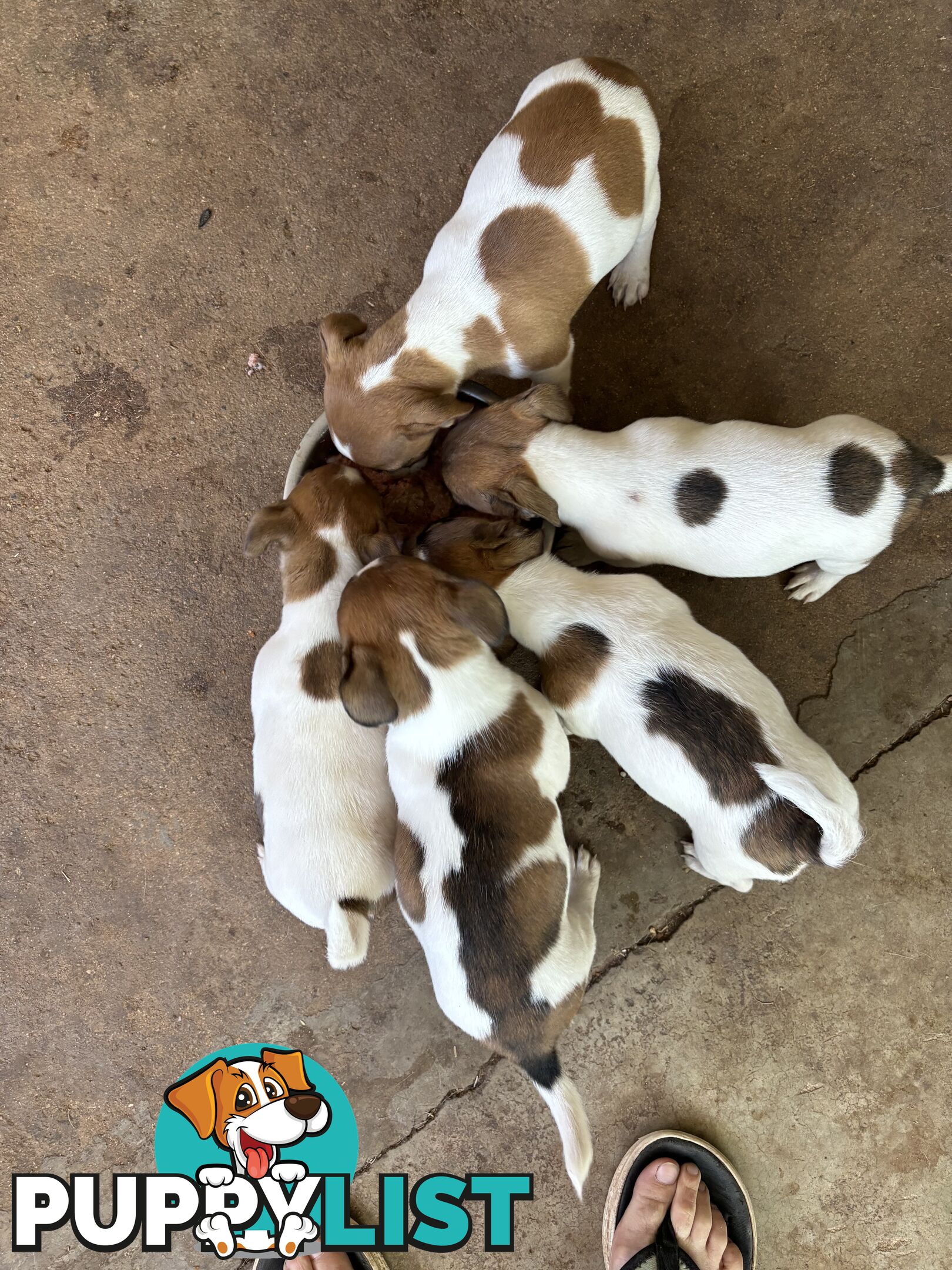 Jack Russell puppies