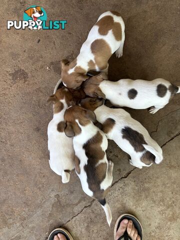 Jack Russell puppies