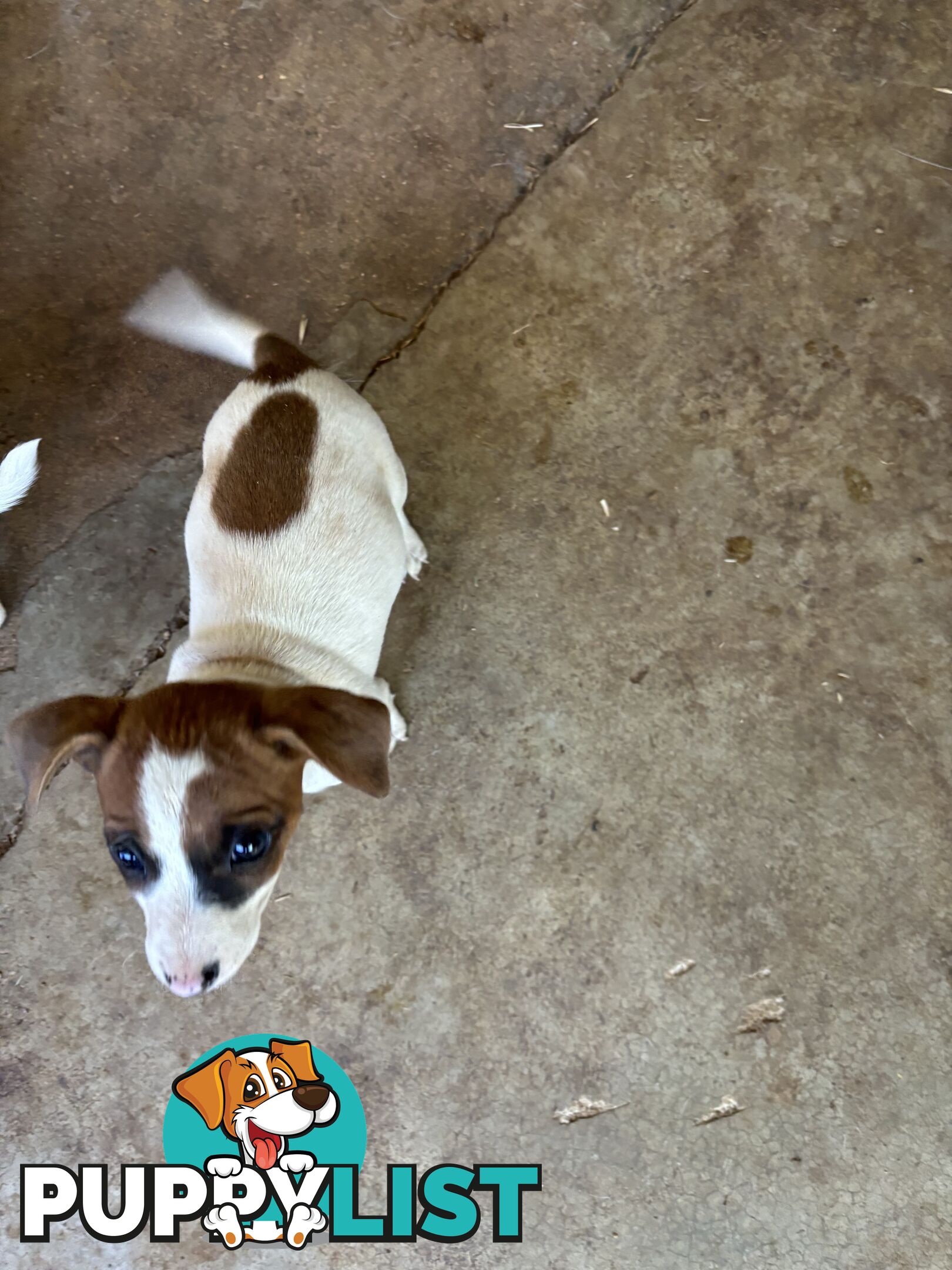 Jack Russell puppies