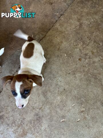 Jack Russell puppies