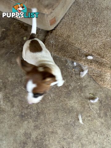 Jack Russell puppies