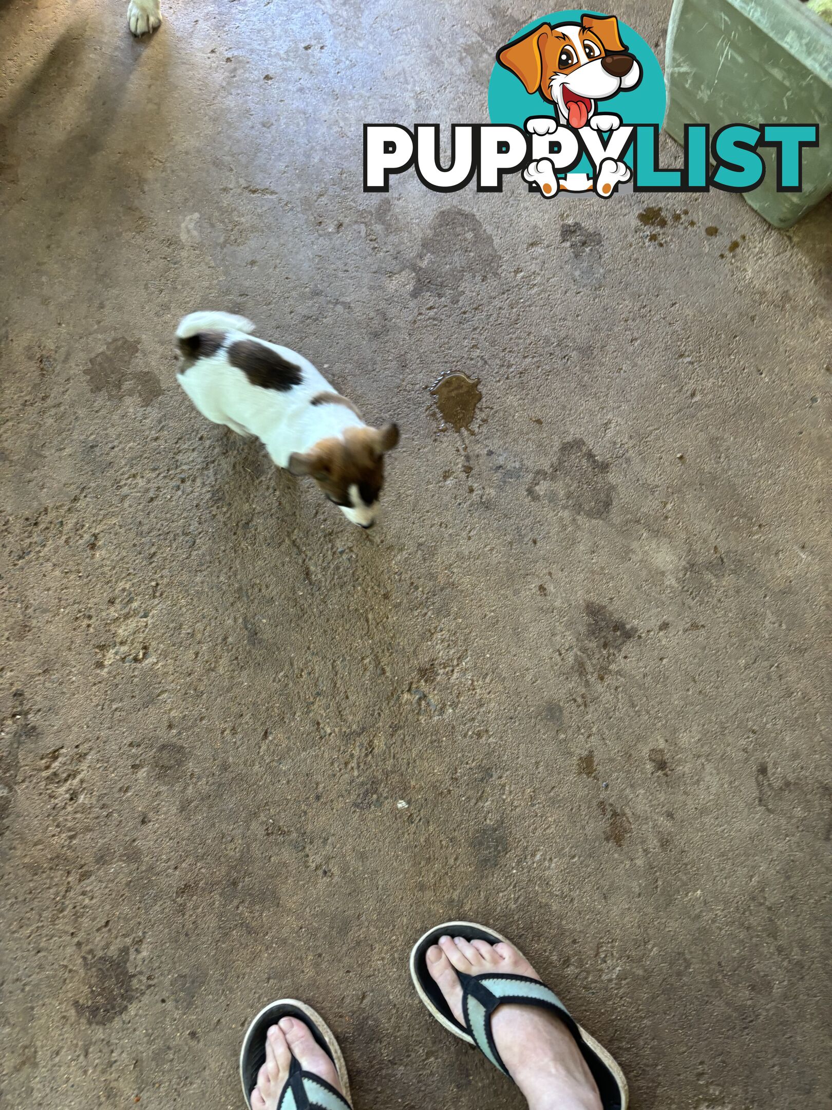 Jack Russell puppies