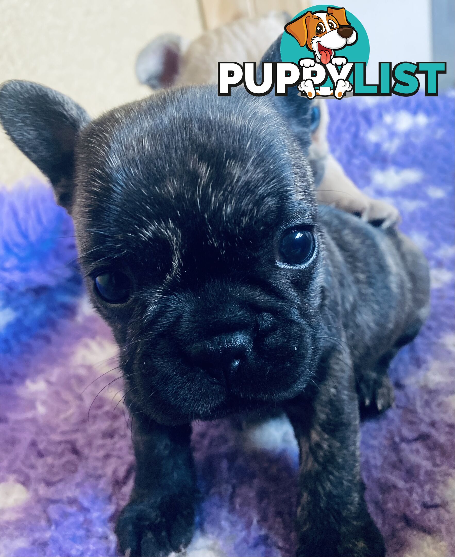 French bulldogs  $2000 last male puppy left