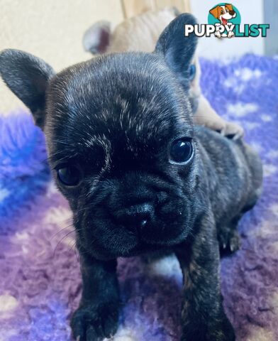 French bulldogs  $2000 last male puppy left