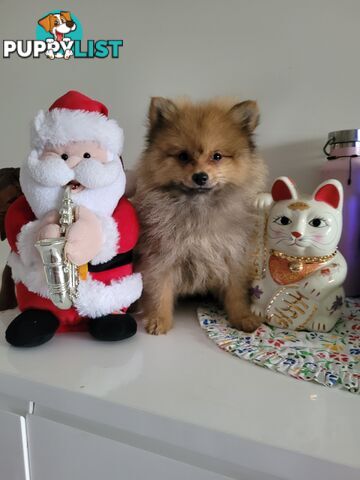 PURE SMALL POMERANIAN. 3 LEFT ONLY