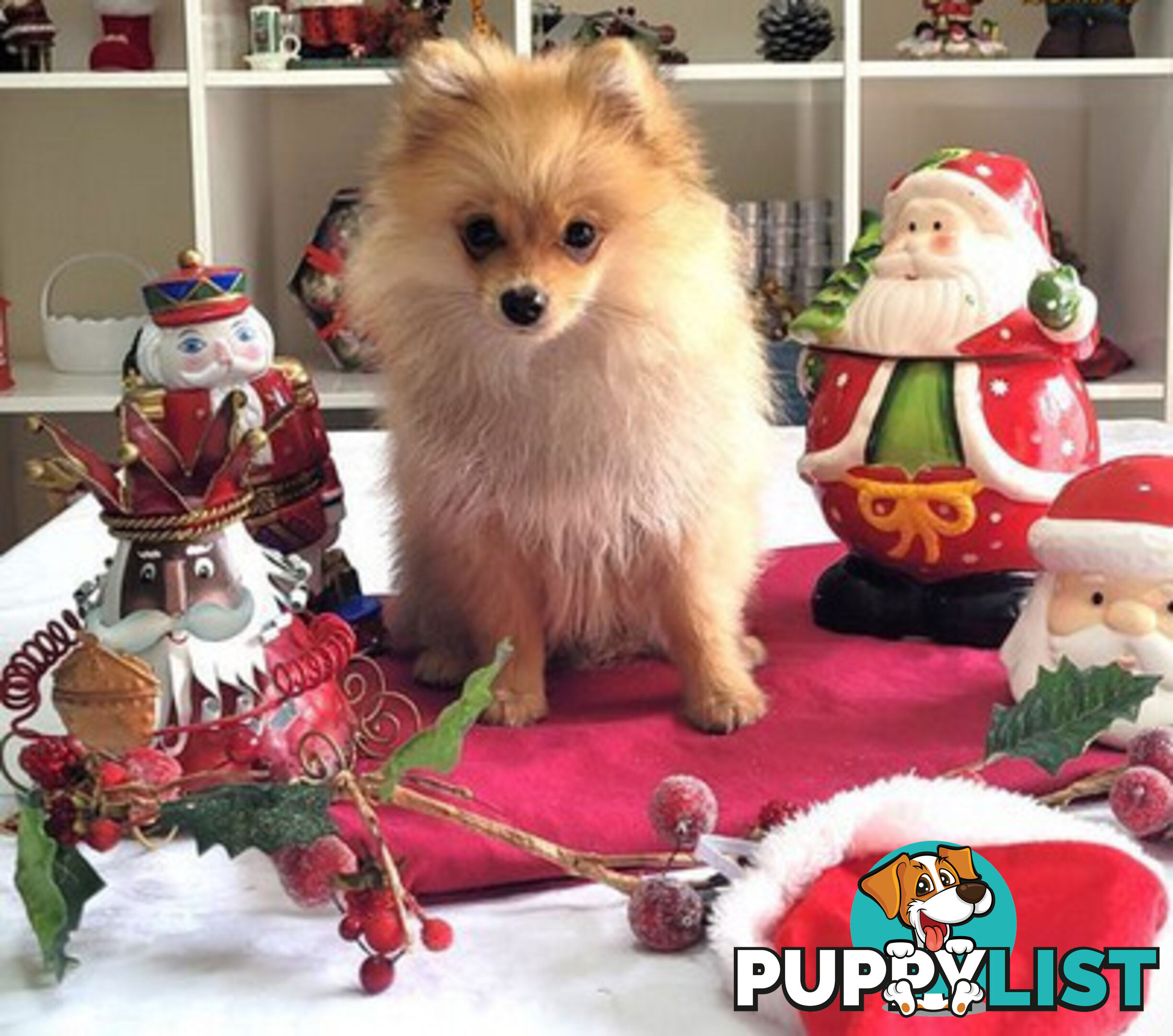 PRICE DROP - PURE BRED POMERANIAS