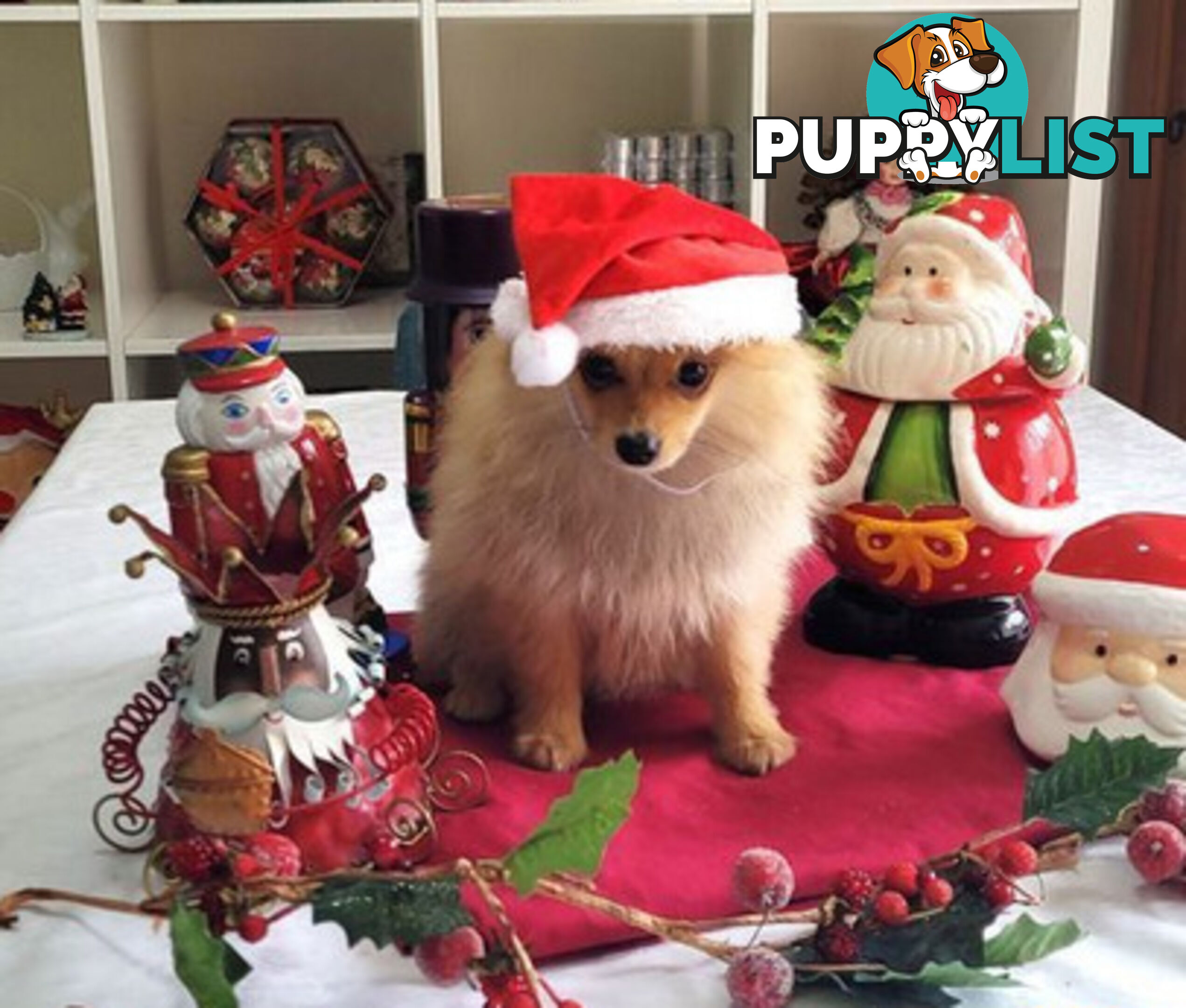 PRICE DROP - PURE BRED POMERANIAS