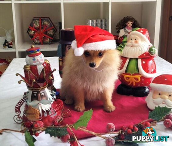 PRICE DROP - PURE BRED POMERANIAS