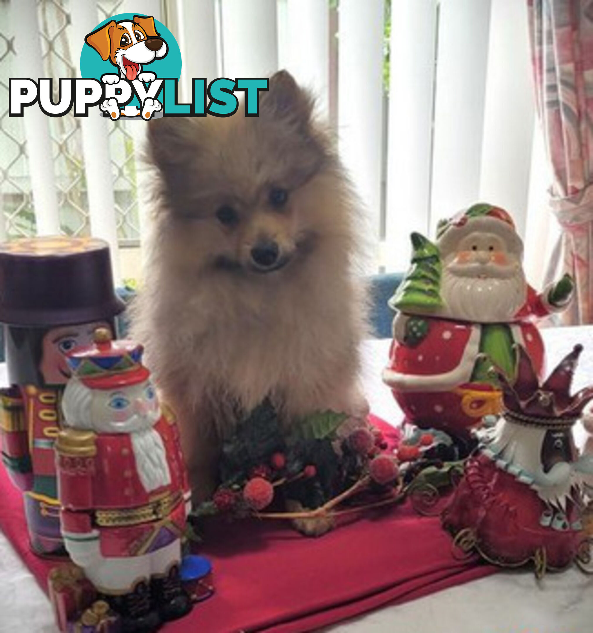 PRICE DROP - PURE BRED POMERANIAS