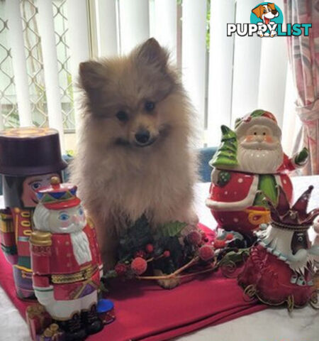 PRICE DROP - PURE BRED POMERANIAS