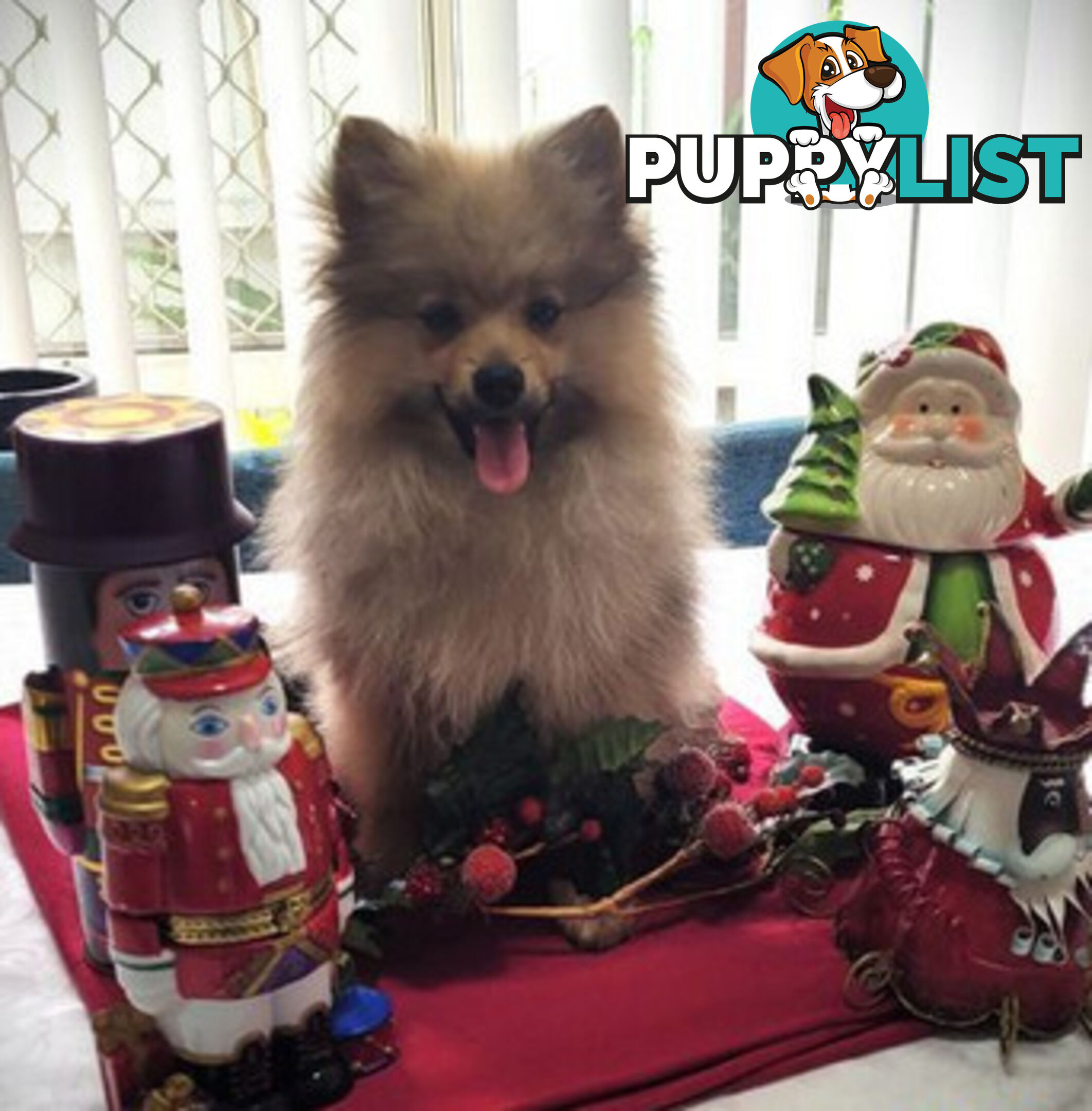 PRICE DROP - PURE BRED POMERANIAS