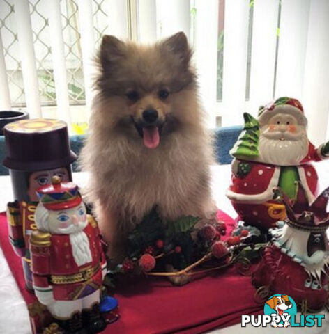 PRICE DROP - PURE BRED POMERANIAS