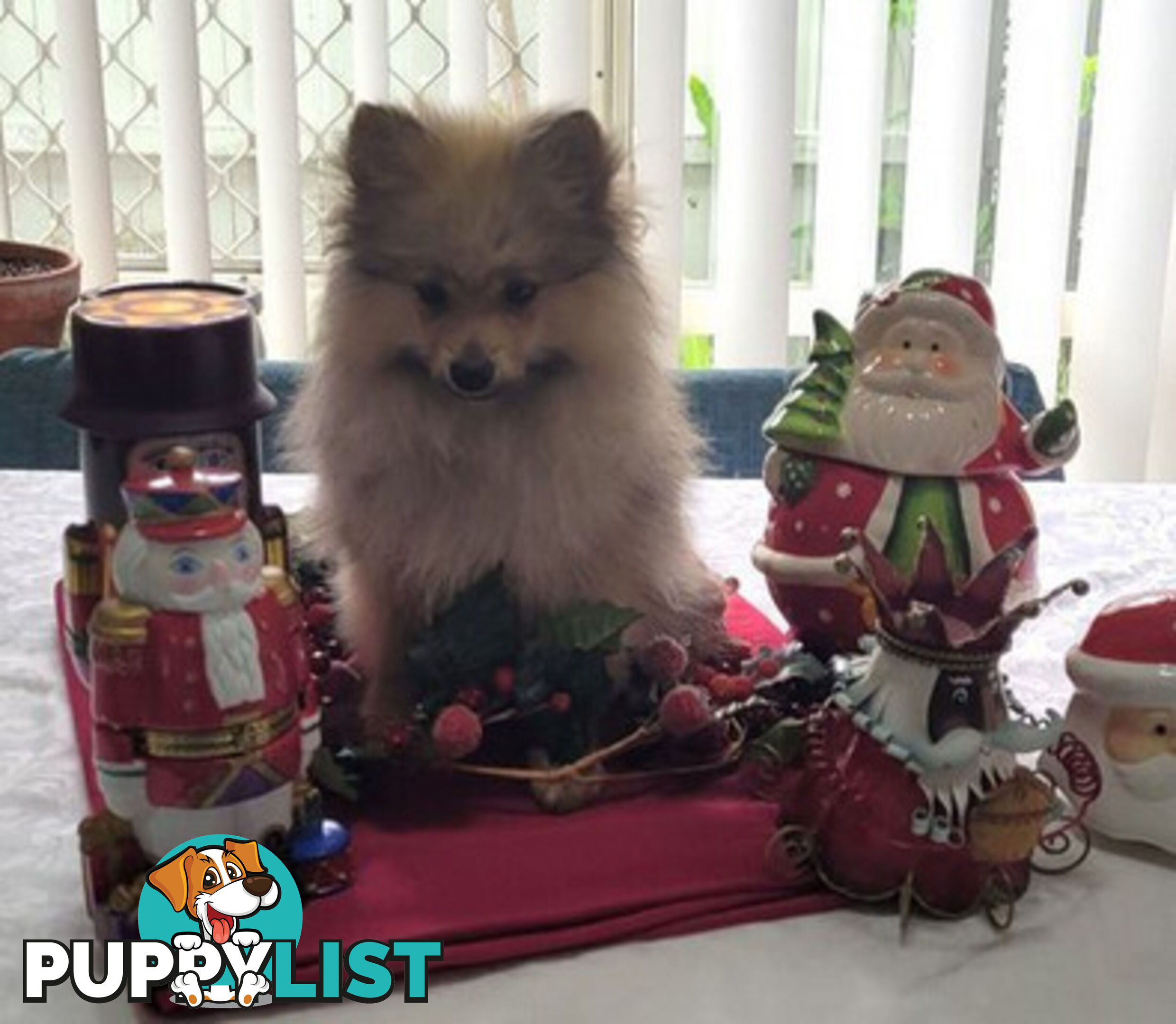 PRICE DROP - PURE BRED POMERANIAS