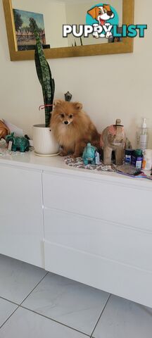 Pure Pomeranian Puppy 8 months old