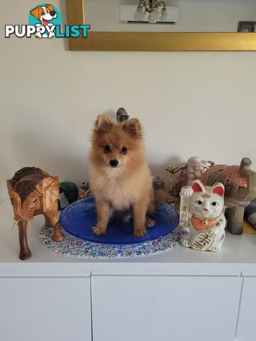 Pure Pomeranian Puppy 8 months old
