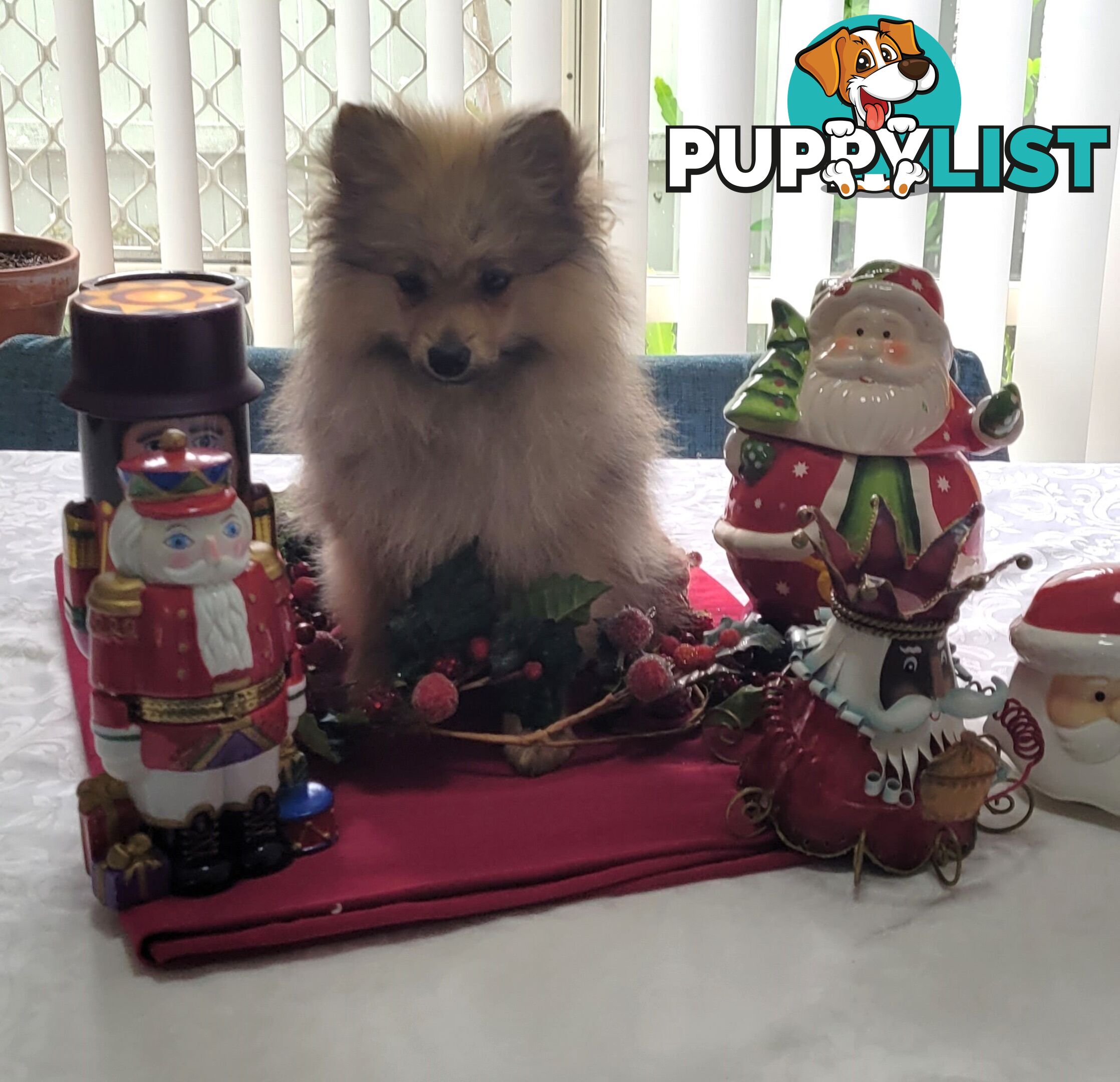 Pure Pomeranian Puppies