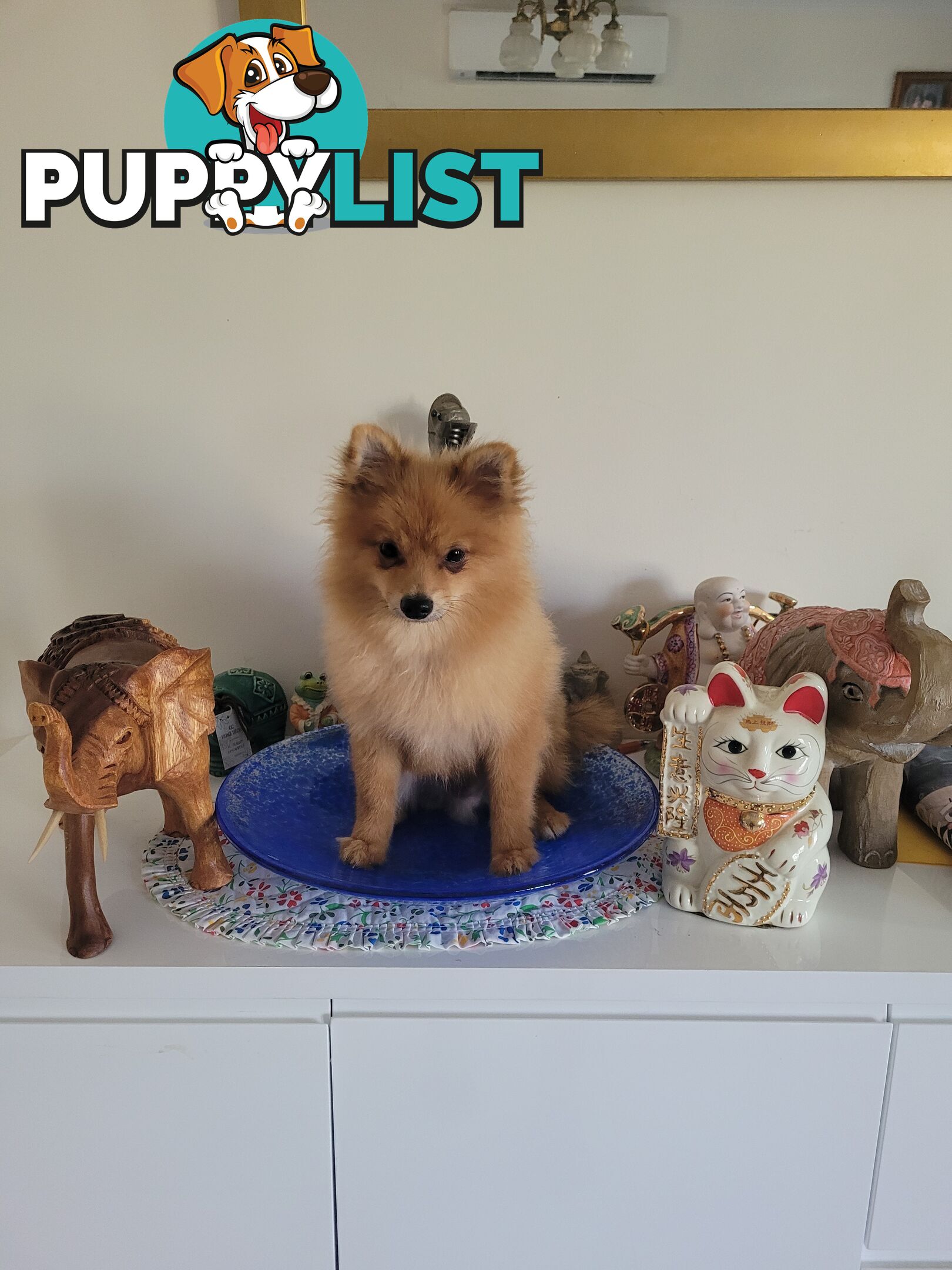 Pure Pomeranian Puppies