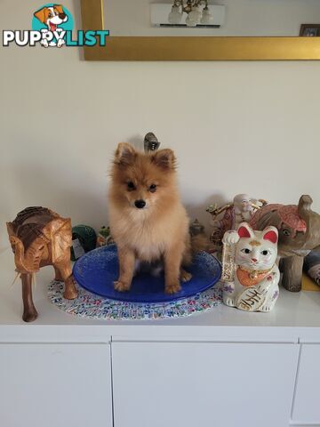 Pure Pomeranian Puppies