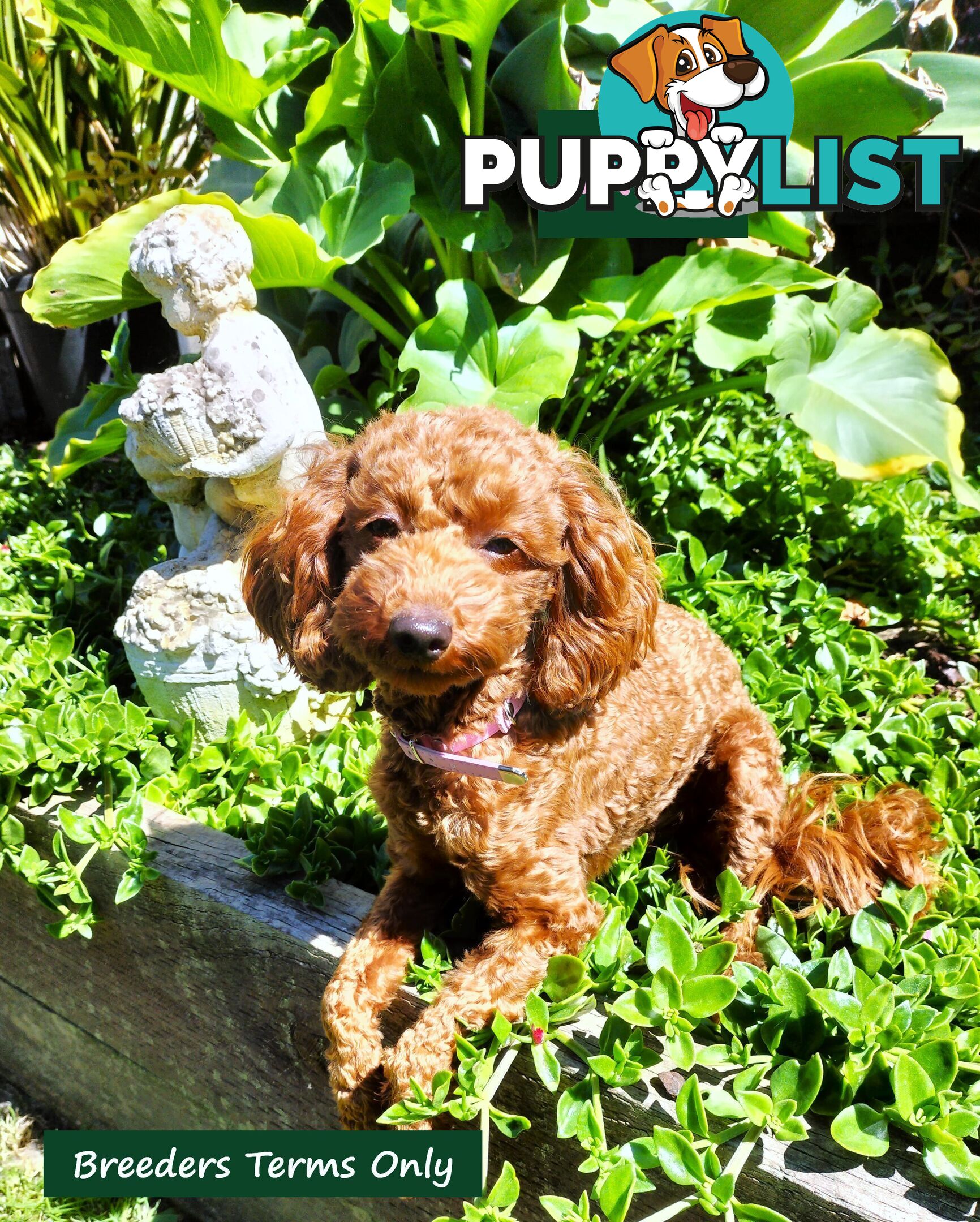 FULLY TOILET TRAINED Female Toy Poodle on Breeders Terms available