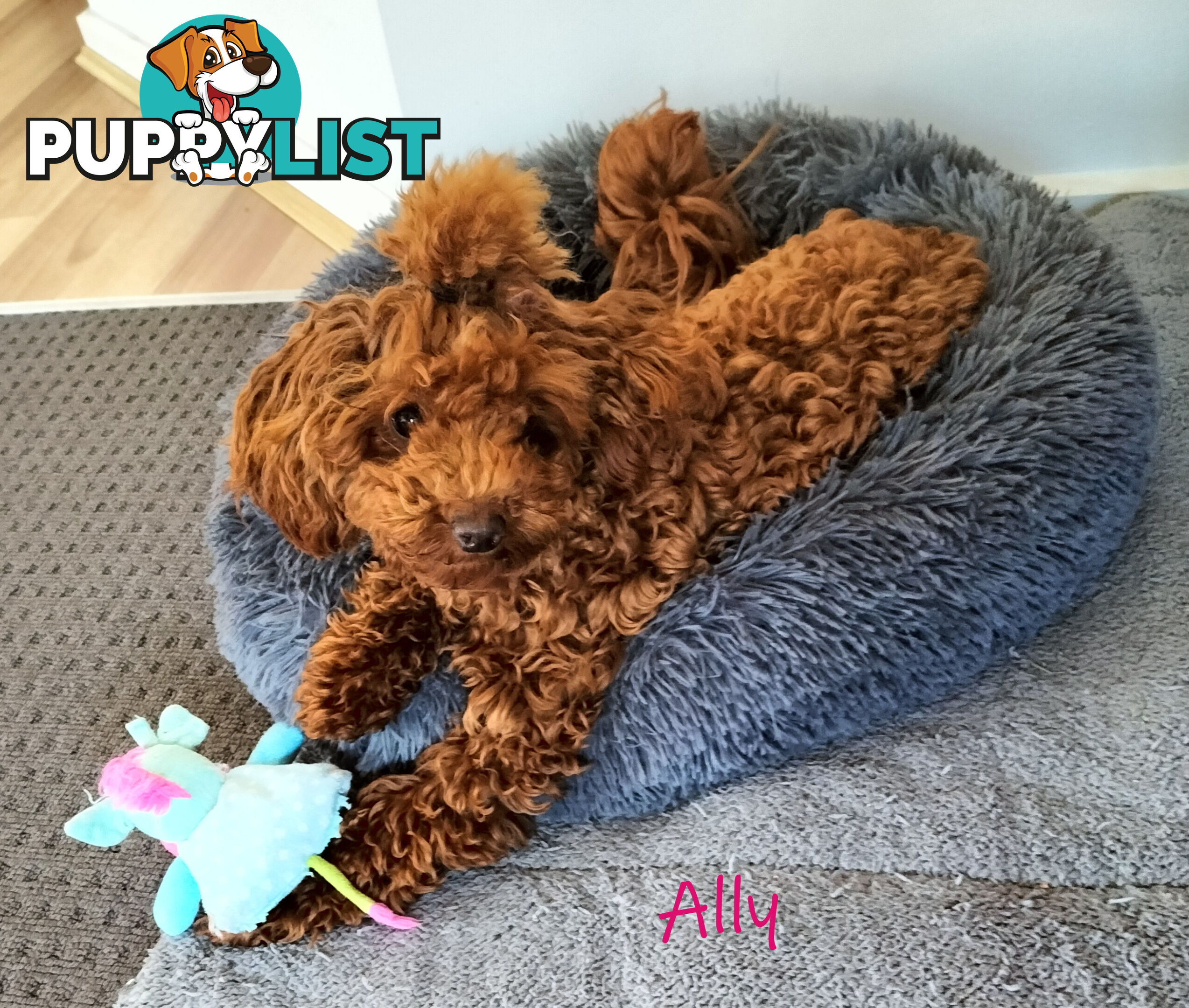 FULLY TOILET TRAINED Female Toy Poodle on Breeders Terms available