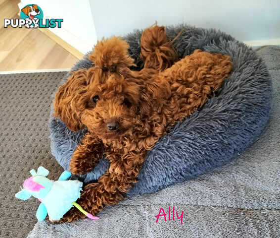 FULLY TOILET TRAINED Female Toy Poodle on Breeders Terms available