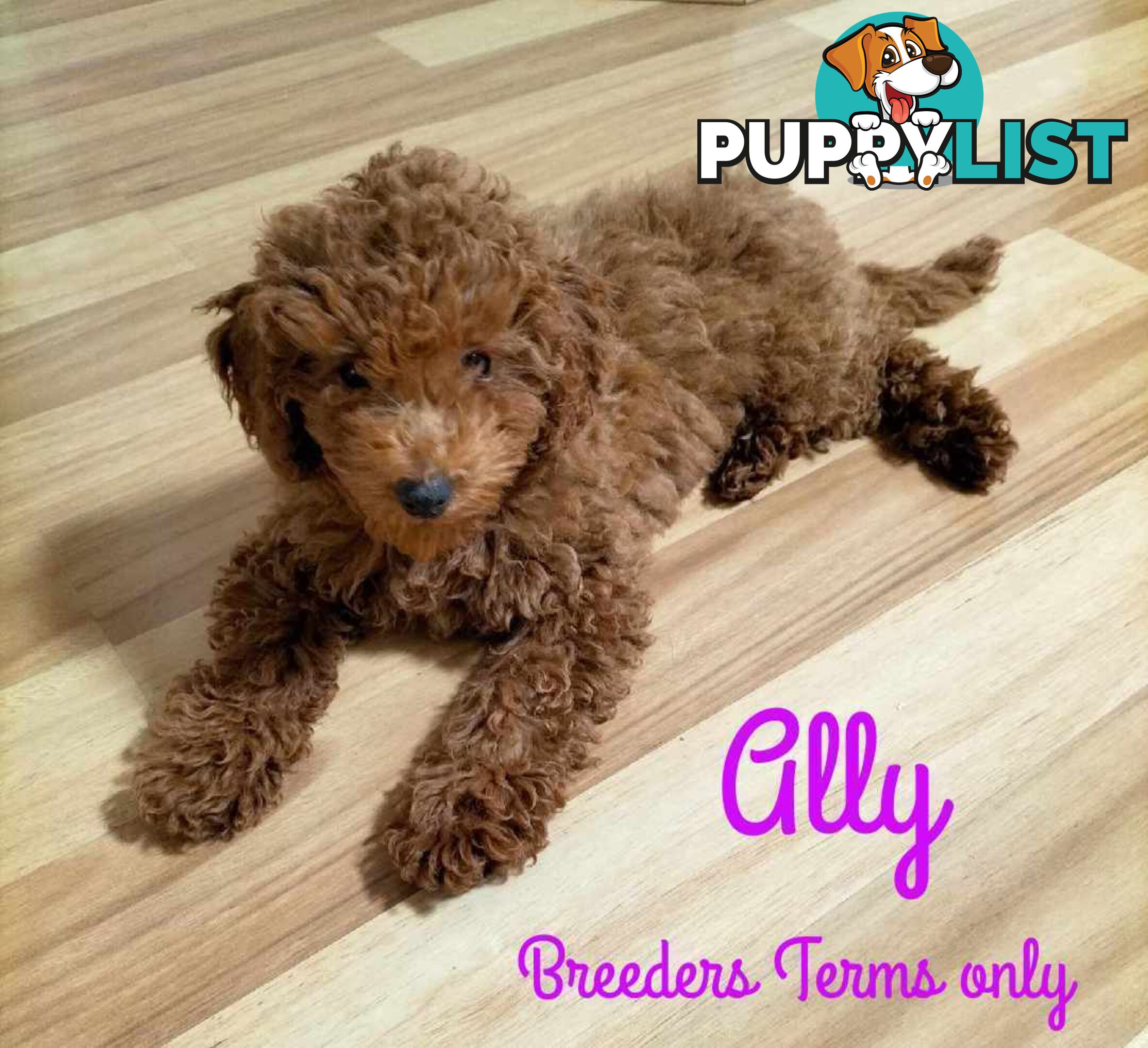 FULLY TOILET TRAINED Female Toy Poodle on Breeders Terms available