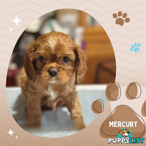 Beautiful Purebred Cavalier King Charles Spaniel Puppies. DNA Clear Location Mooroolbark Vic 3138