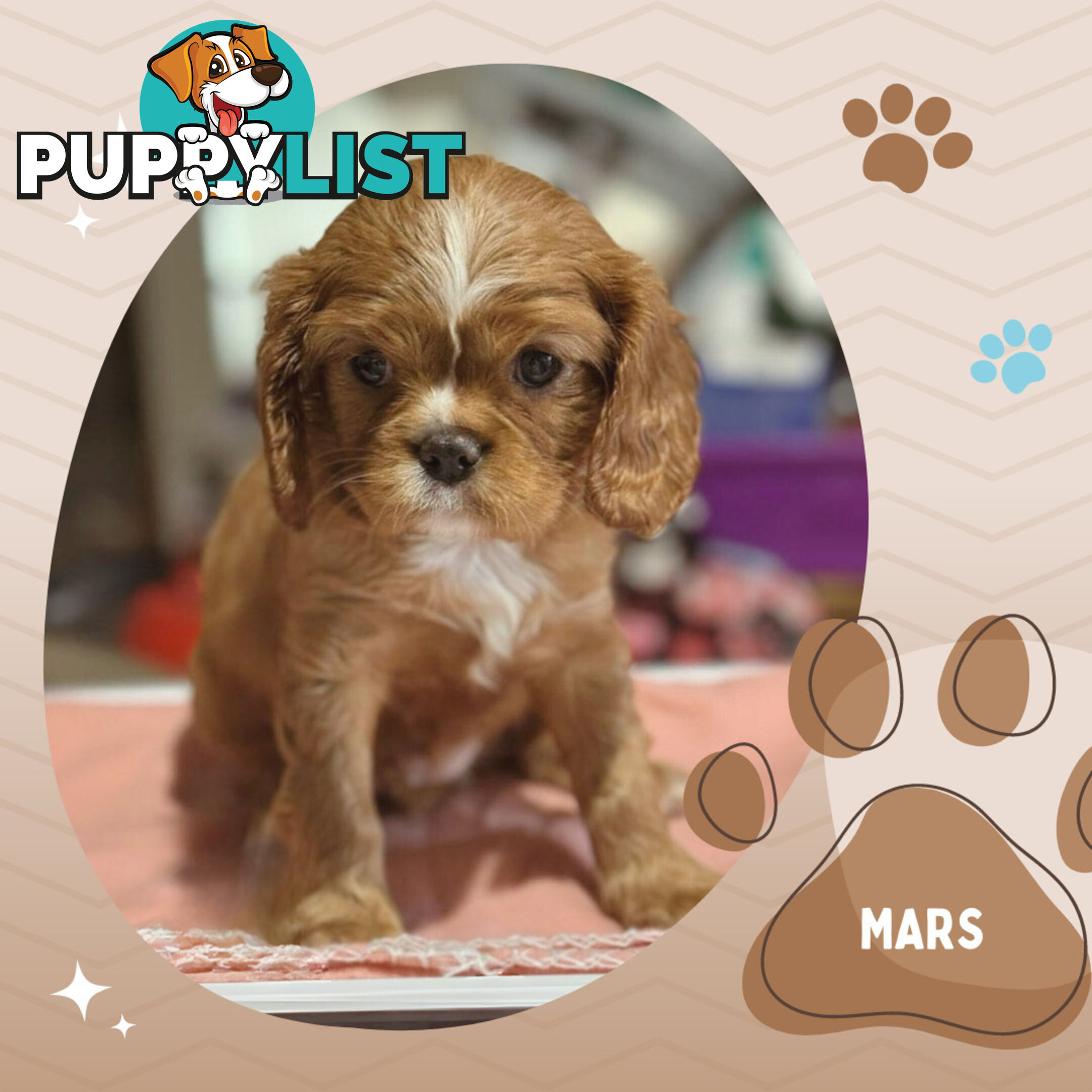 Beautiful Purebred Cavalier King Charles Spaniel Puppies. DNA Clear Location Mooroolbark Vic 3138