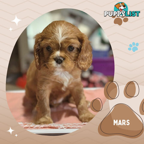 Beautiful Purebred Cavalier King Charles Spaniel Puppies. DNA Clear Location Mooroolbark Vic 3138