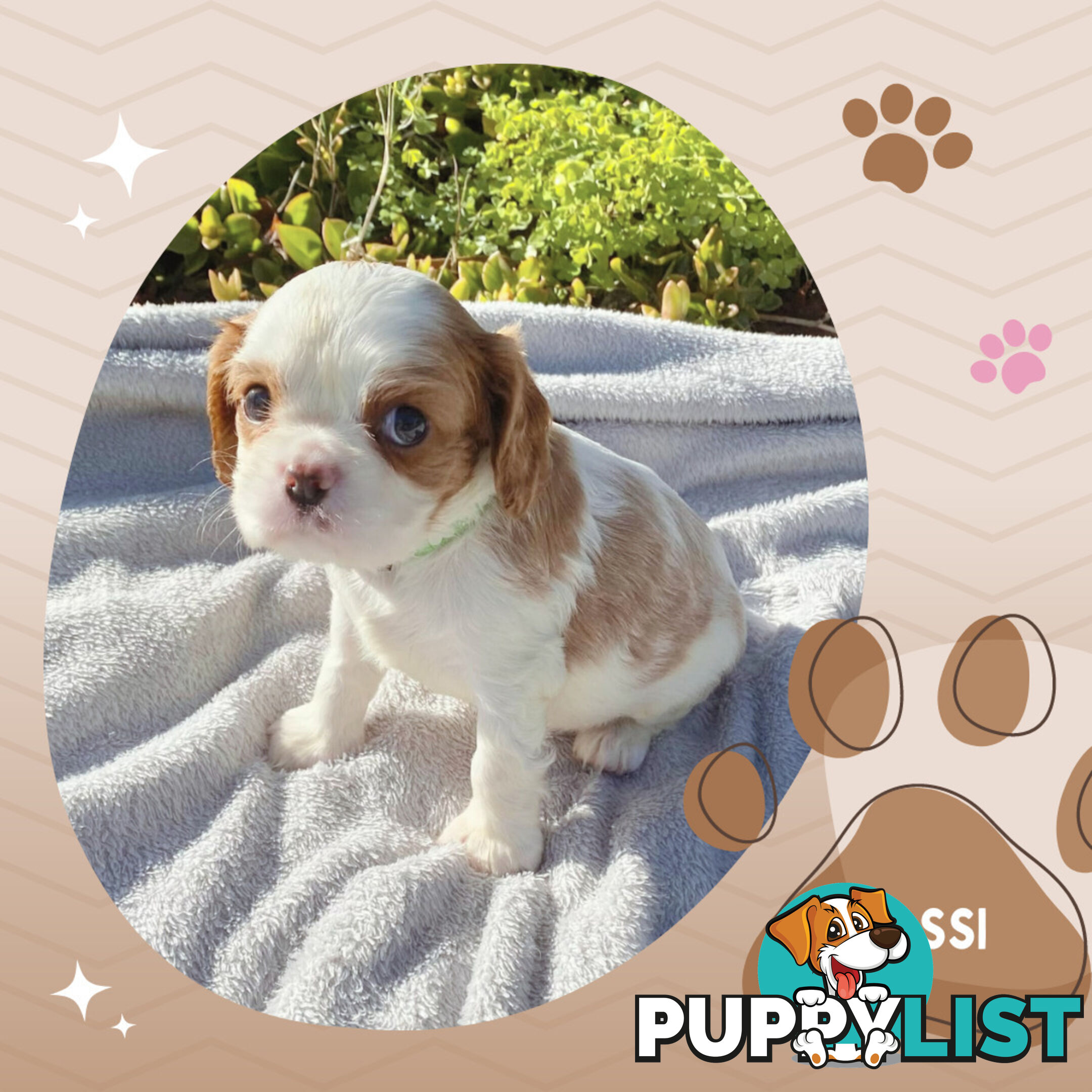 Beautiful Purebred Cavalier King Charles Spaniel Puppies. DNA Clear Location Mooroolbark Vic 3138