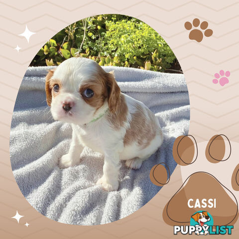 Beautiful Purebred Cavalier King Charles Spaniel Puppies. DNA Clear Location Mooroolbark Vic 3138