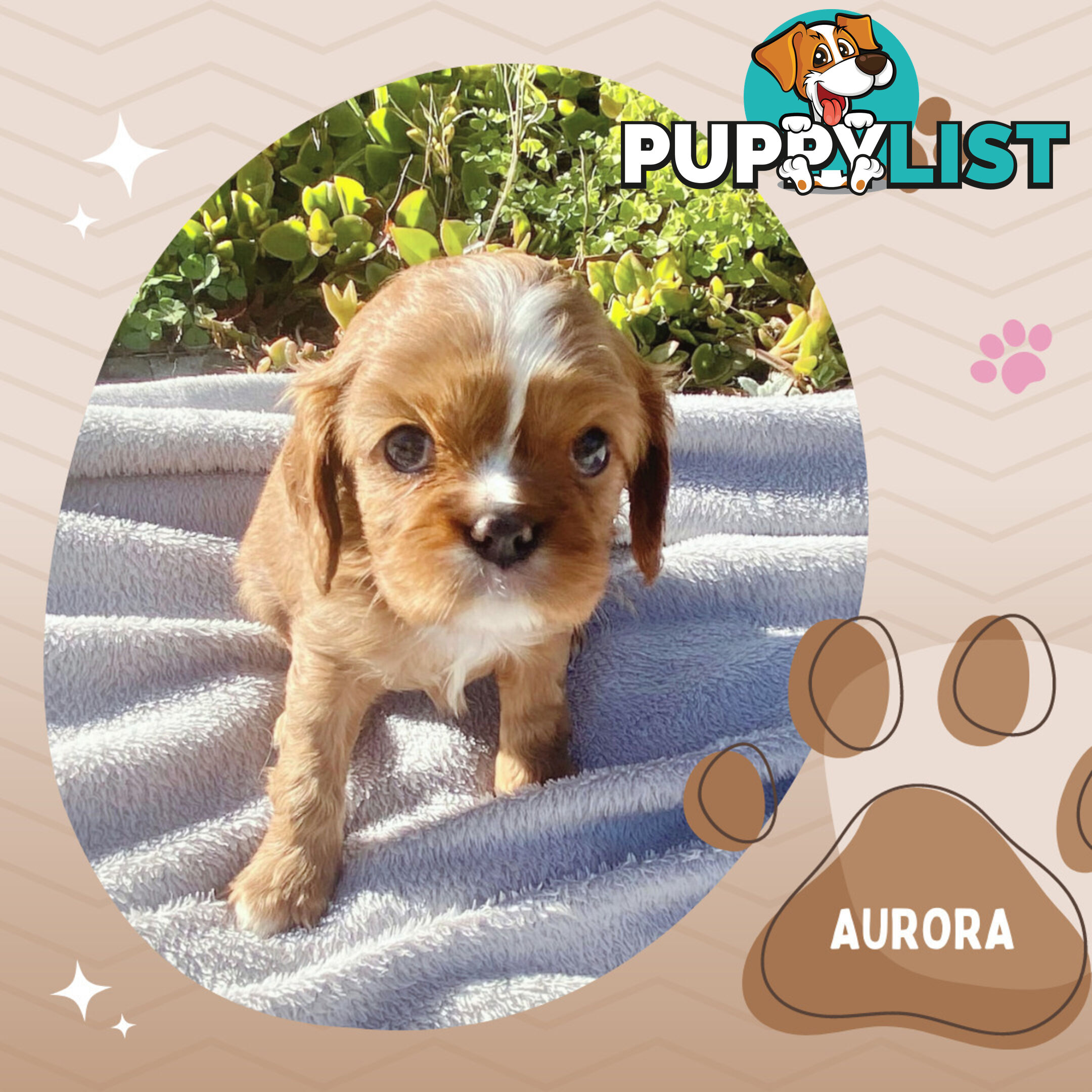 Beautiful Purebred Cavalier King Charles Spaniel Puppies. DNA Clear Location Mooroolbark Vic 3138