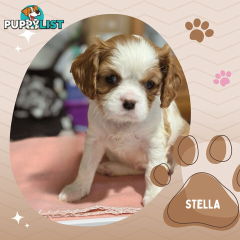 Beautiful Purebred Cavalier King Charles Spaniel Puppies. DNA Clear Location Mooroolbark Vic 3138