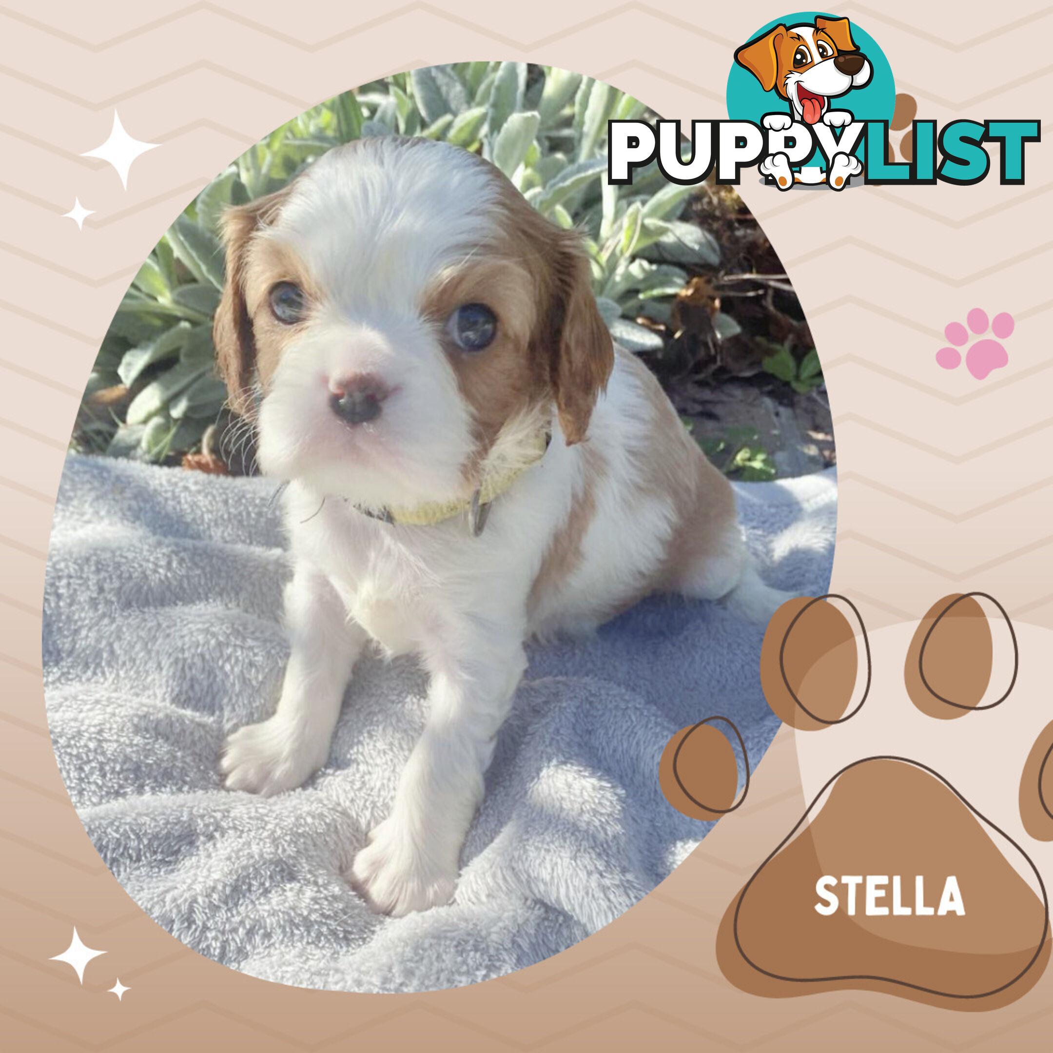 Beautiful Purebred Cavalier King Charles Spaniel Puppies. DNA Clear Location Mooroolbark Vic 3138