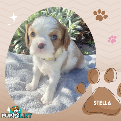 Beautiful Purebred Cavalier King Charles Spaniel Puppies. DNA Clear Location Mooroolbark Vic 3138